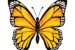 yellow beauty butterfly insect